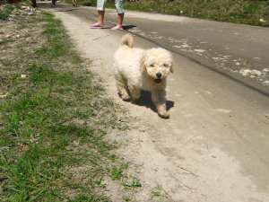 caniche puddle