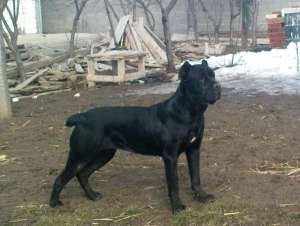 vand catei cane corso