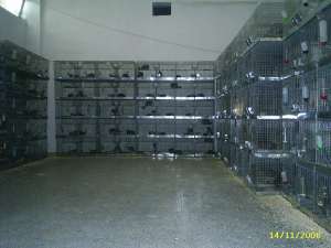 Chinchilla