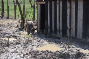 Vand porci mistreti