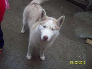 monta Husky   caut Mascul