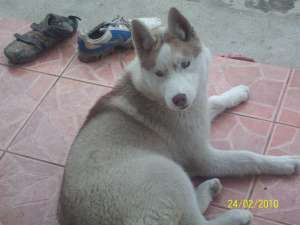 monta Husky   caut Mascul