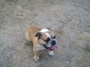 Vand mascul de Bulldog Englez