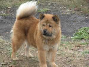Chow-Chow