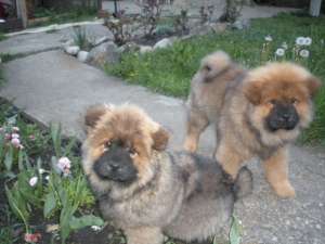 Chow-Chow