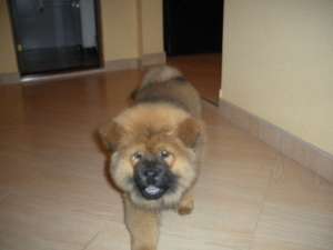 Chow-Chow