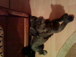 gasit catel negru
