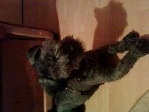 gasit catel negru