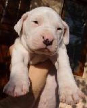 vand dog argentinian