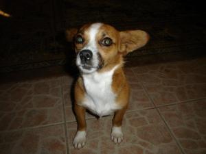 Donez Catelusa