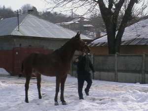 vind cai de rasa