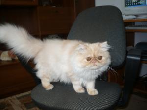 caut motan persan pt monta