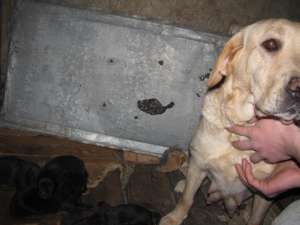 vand pui de labrador retriver