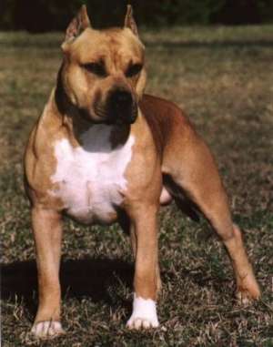 ofer mascul amstaff pentru imperechere