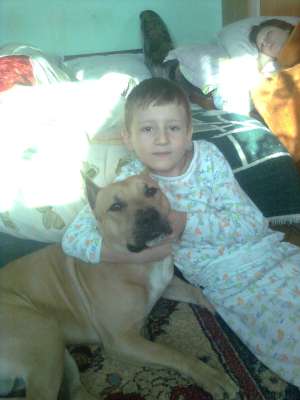 ofer mascul amstaff pentru imperechere