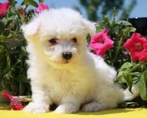 Cute MALTESE