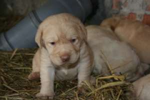 vand pui labrador
