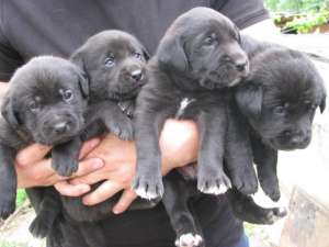 vand pui de labrador retriver