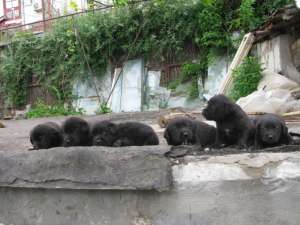 vand pui de labrador retriver