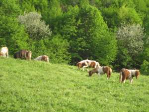 VAND PONEI 400 EURO-NEGOCIABIL.