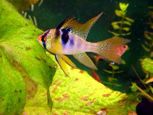 pesti exotici crescatorie proprie