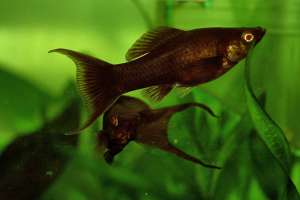 pesti exotici crescatorie proprie