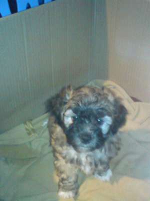 vand bichon havanez