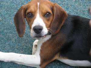 Pierdut caine rasa Beagle