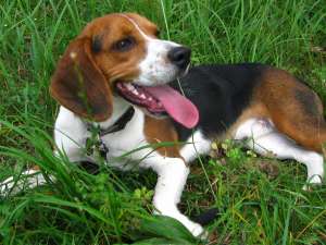 Pierdut caine rasa Beagle
