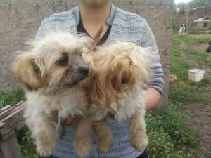 vand  bichon havanez