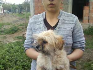 vand  bichon havanez
