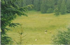 Teren la munte Campulung Muscel,   Bughea de Jos 39 E/mp