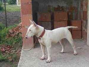 vand femela bull terrier