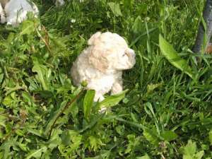Vand pui Bichon Havanese superbi