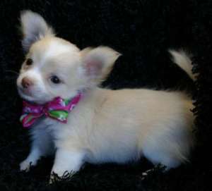 chihuahua drăguţ căţeluş disponibile