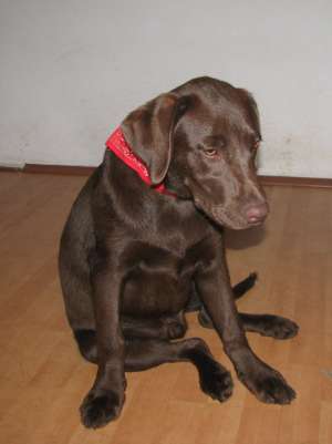 vand pui de vizsla maghiara