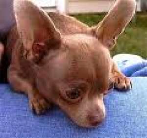 monta imperecheri Chihuahua