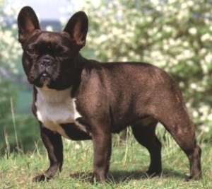 cute bulldog inglese per la vendita    Ciao ho Avery carino e sano bulldog inglese sto mettendo il c
