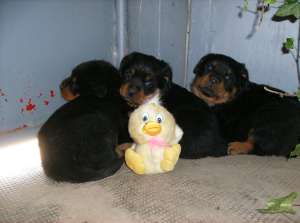 Canisa vinde catei rottweiler