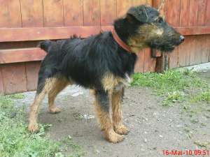 jagd terrier de vanzare