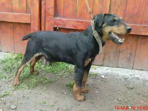 jagd terrier de vanzare