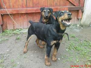 jagd terrier de vanzare