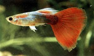 vand pesti exotici