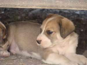 adoptie