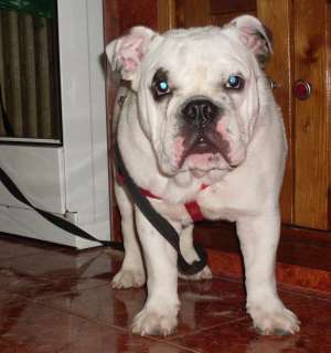 bulldog englez