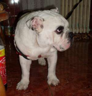 bulldog englez