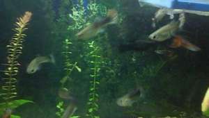 Vand pesti guppy super pret 1 ron