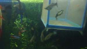 Vand pesti guppy super pret 1 ron