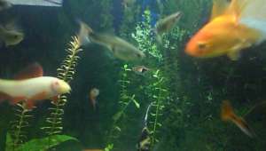 Vand pesti guppy super pret 1 ron