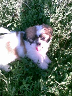 pui de shih tzu